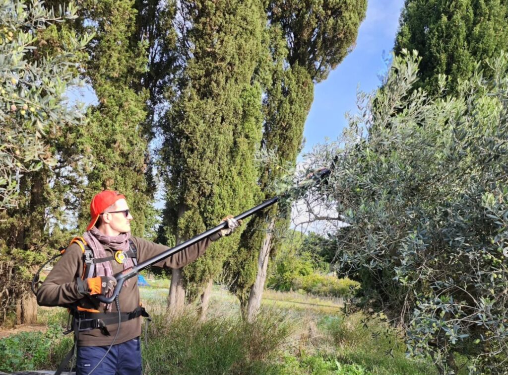 Récole des olives au peigne
