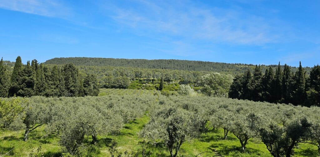 L'huile des Remparts
